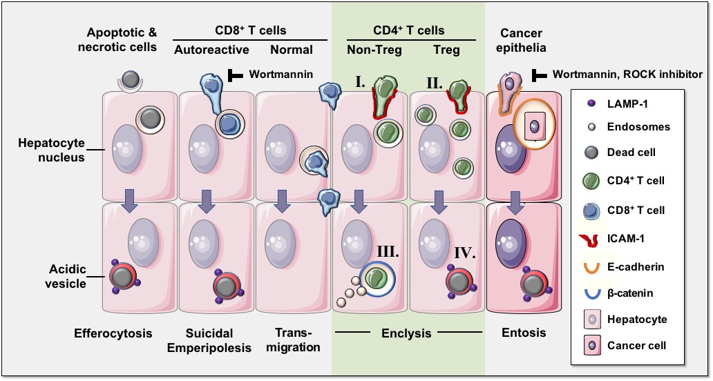 cell-in-cell diagram